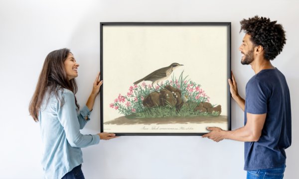 Robert Havell, Jr. after John James Audubon