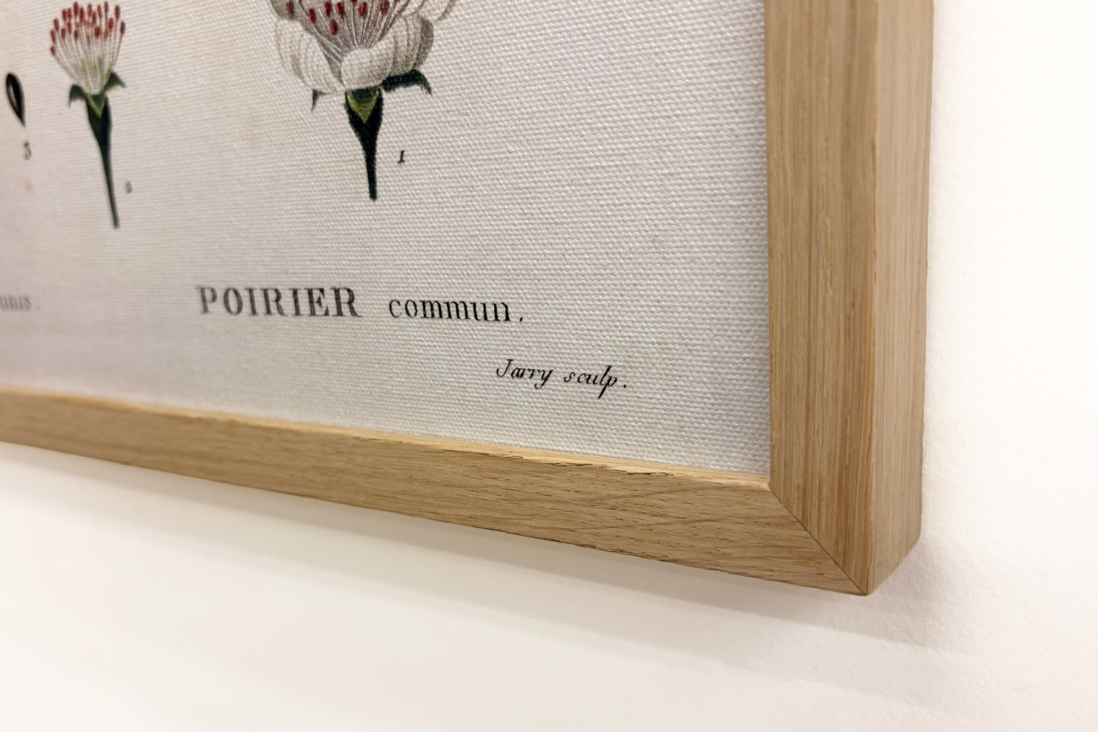 Poirier - teoksessa "" New Duhamel du Monceau tai tutkielma puista ja pensaista, joita viljellään Ranskassa"", hahmot P.J. Redouten ja P. Bessan piirustusten mukaan, Pariisi - Pierre Joseph (after) Redoute