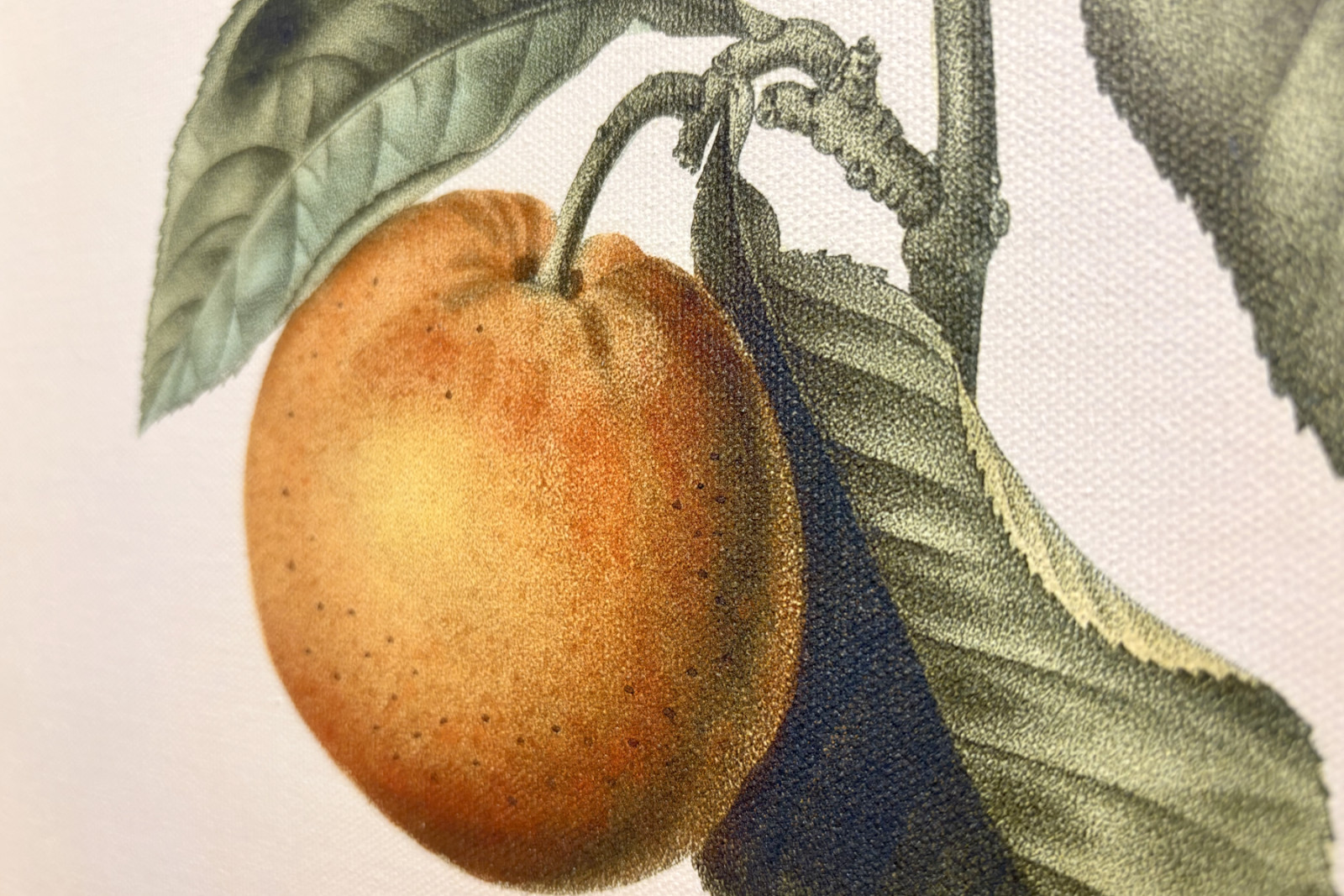 Pierre Joseph Redouten (1759-1840) katkera appelsiini (Citrus aurantium) violetilla hedelmällä - Pierre-Joseph Redouté