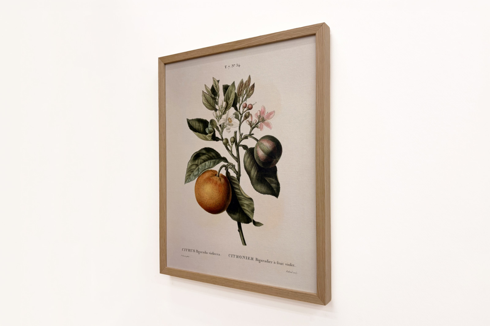 Pierre Joseph Redouten (1759-1840) katkera appelsiini (Citrus aurantium) violetilla hedelmällä - Pierre-Joseph Redouté