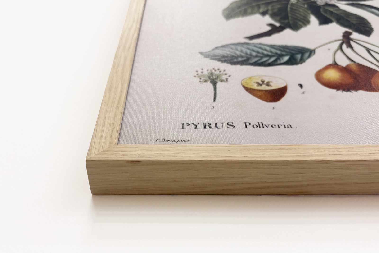 Poirier de Pollviller - teoksessa "" New Duhamel du Monceau tai tutkielma puista ja pensaista, joita viljellään Ranskassa"", hahmot P.J. Redouten ja P. Bessan piirustusten mukaan, Pariisi - Pierre Joseph (after) Redoute