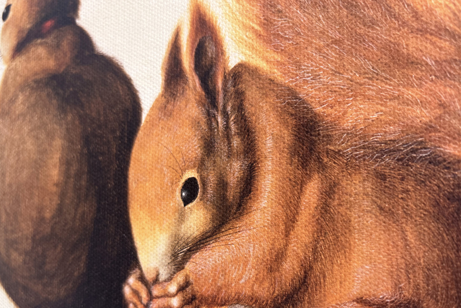 Oravia, 1512 (tempera pergamentilla) - Albrecht Dürer