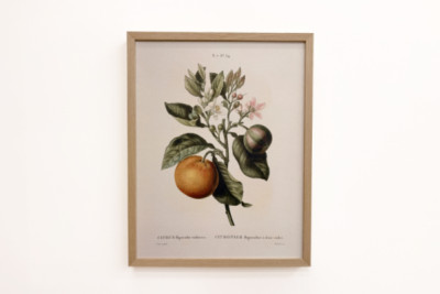 Pierre Joseph Redouten (1759-1840) katkera appelsiini (Citrus aurantium) violetilla hedelmällä
