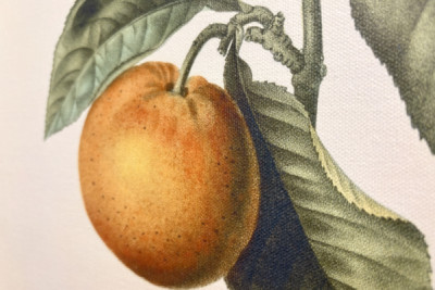 Pierre Joseph Redouten (1759-1840) katkera appelsiini (Citrus aurantium) violetilla hedelmällä