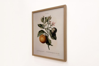 Pierre Joseph Redouten (1759-1840) katkera appelsiini (Citrus aurantium) violetilla hedelmällä
