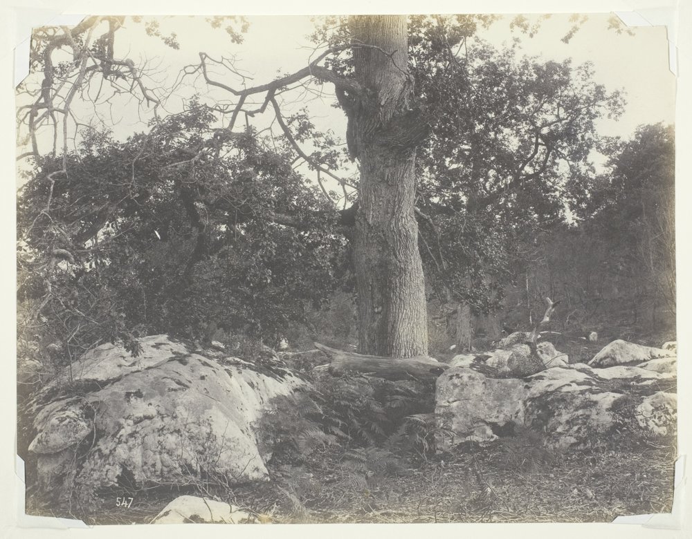 Metsä ja kalliot, Fontainebleau tekijältä Achille Quinet