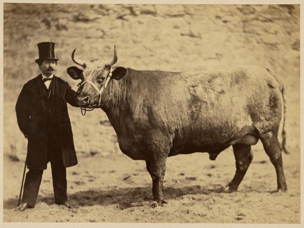 Boeuf Durham Charolais tekijältä Adrien Alban Tournachon