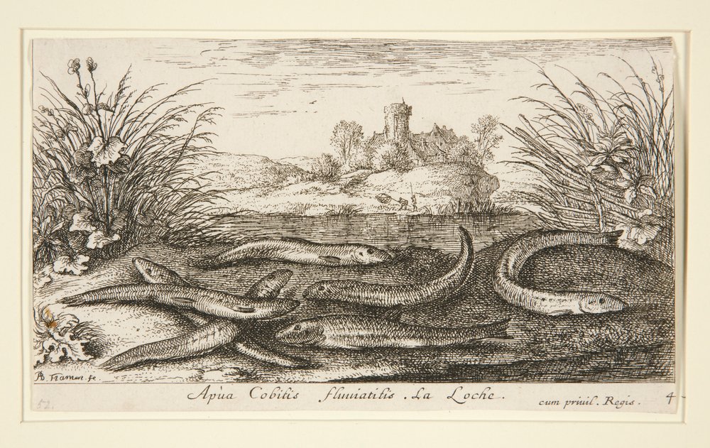 The Minnow, Fresh Water Fish -sarjan toisesta osasta tekijältä Albert Flamen