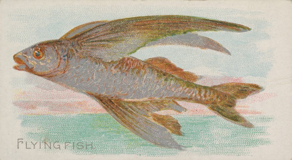 Flying Fish, Fish from American Waters -sarjasta N8 Allen & Ginter -savukkeille ..., 1889. tekijältä Allen and Ginter