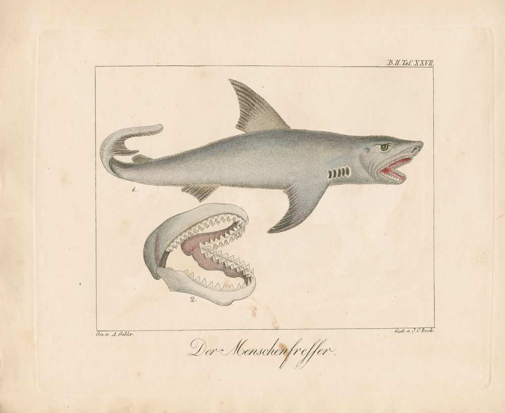 Ihmissyöjähai (käsin väritetty litografia) tekijältä Ambrosius Gabler