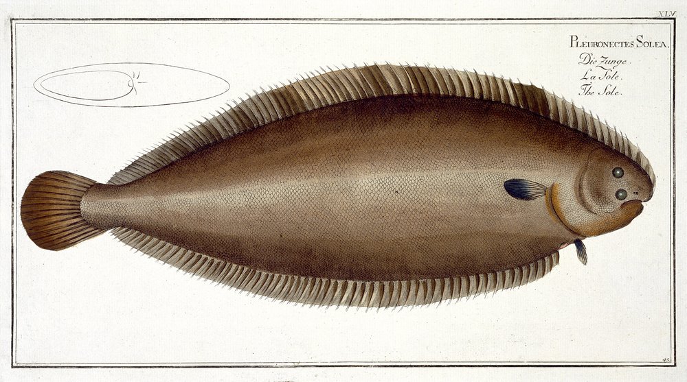 Dover Sole (Solea Solaea) -levy XLV julkaisusta "Ichthyologie, ou histoire naturelle generale et specifice des poisson", Marcus Elieser Bloch (1723-99), kaiverrus Gabriel Bodenehr (1673-1766), publis tekijältä Andreas-Ludwig Kruger