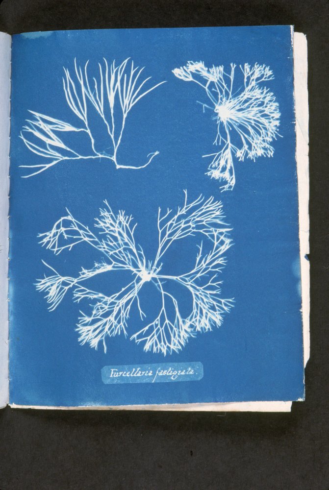 Furcelleria fastigiata, teoksesta "Photographs of British Algae: Cyanotype Impressions", julkaistu 1843-53 (syanotyyppi) tekijältä Anna Atkins