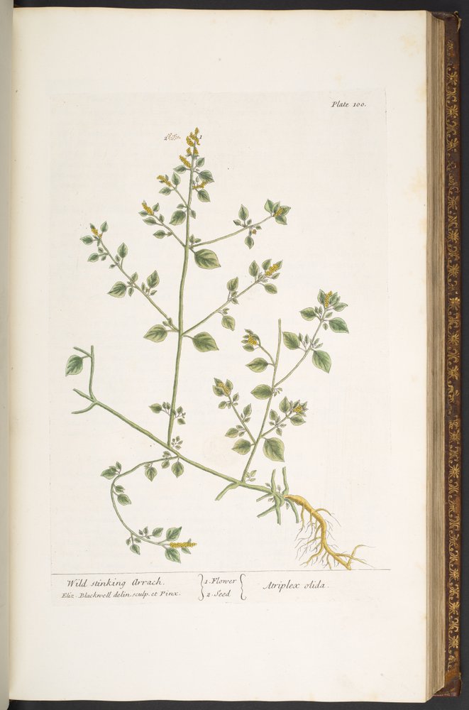 Levy 100, "A Curious Herbal" tekijältä Elizabeth Blackwell