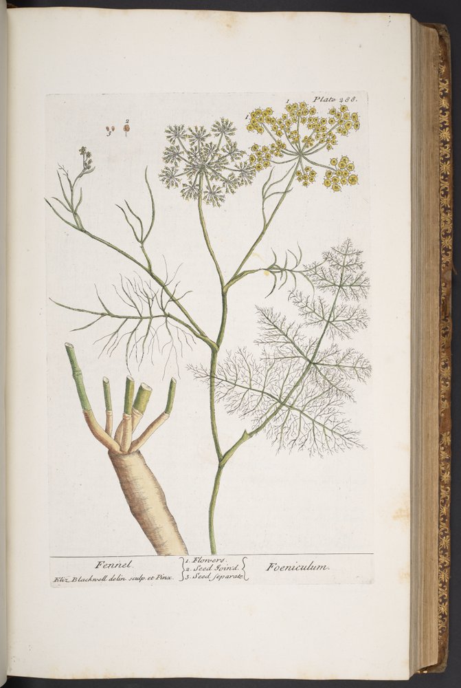 Levy 288, "A Curious Herbal" tekijältä Elizabeth Blackwell