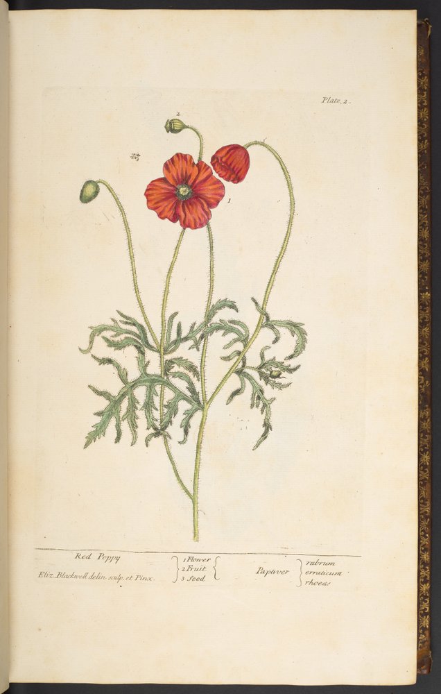 Lauta 2, Punainen unikko, "A Curious Herbal" tekijältä Elizabeth Blackwell