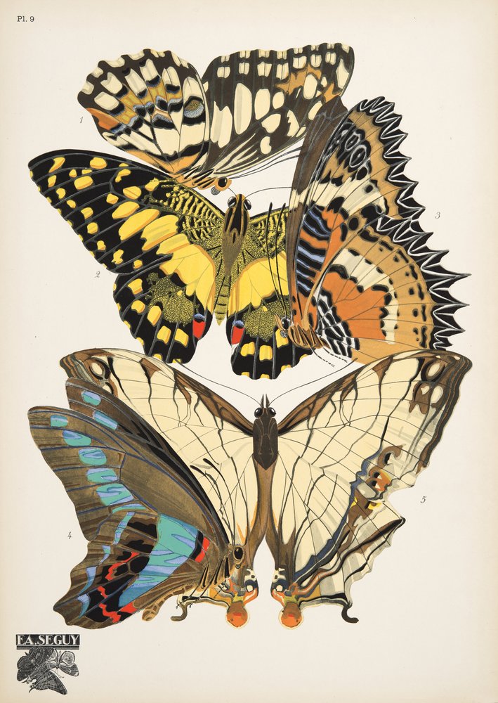 Lauta 9, Butterflies, pub. 1925 (stensiiliprintti) tekijältä Émile-Allain Séguy