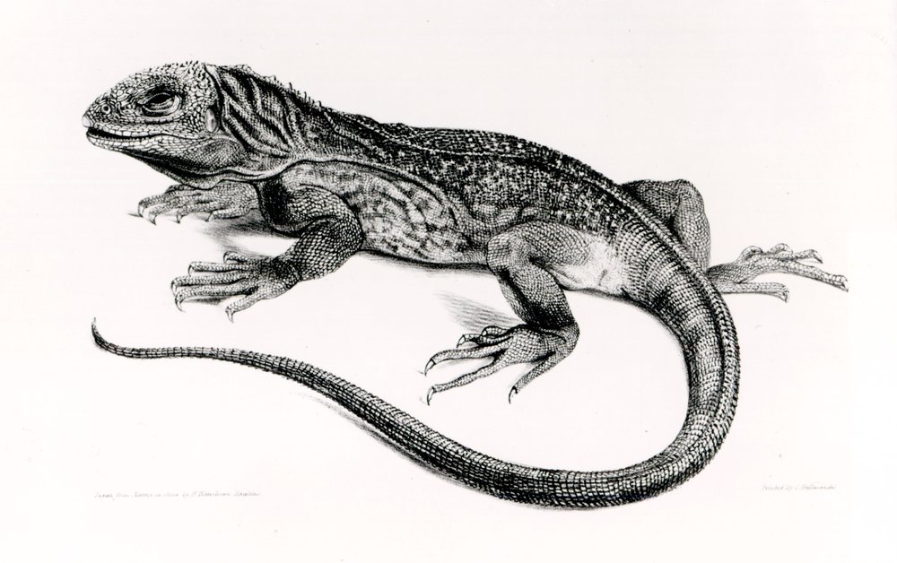 Matelija, kuvitus Charles Darwinin (1809-92) teoksesta "The Zoology of the Voyage of H.M.S Beagle, 1832-36" tekijältä English School