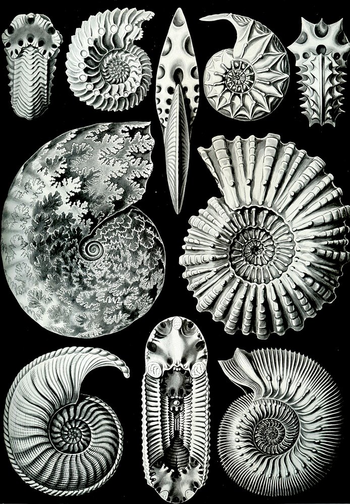 Kuva Ammonitidasta "Art Forms of Nature" 1904 (litho) tekijältä Ernst (after) Haeckel