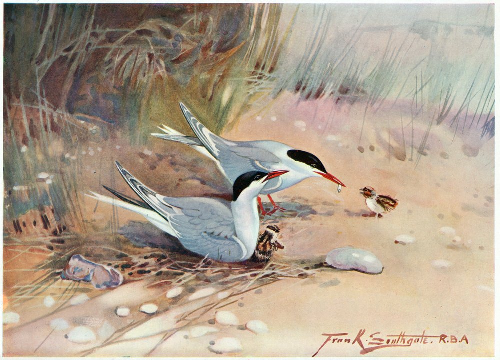Tiira, kuva artikkelista "Wildfowl and Waders" tekijältä Frank Southgate