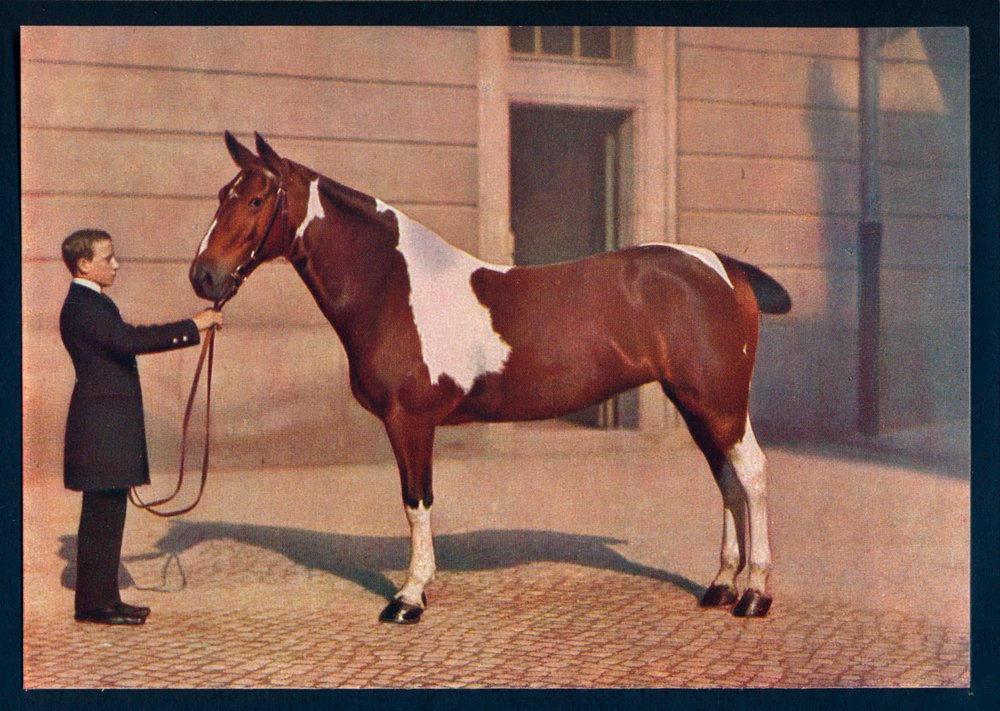 Zeiss Tessar -objektiivilla otettu valokuva hevosesta, c1908 tekijältä Franz Kuhn
