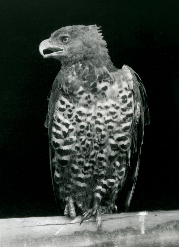 Crown Eagle kyydissä Lontoon eläintarhassa marraskuussa 1923 (bw kuva) tekijältä Frederick William Bond