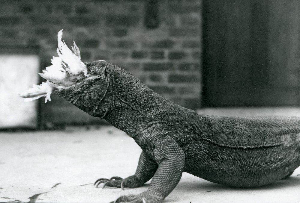 Komodon lohikäärme syö kanaa Lontoon eläintarhassa elokuussa 1928 (m/v kuva) tekijältä Frederick William Bond