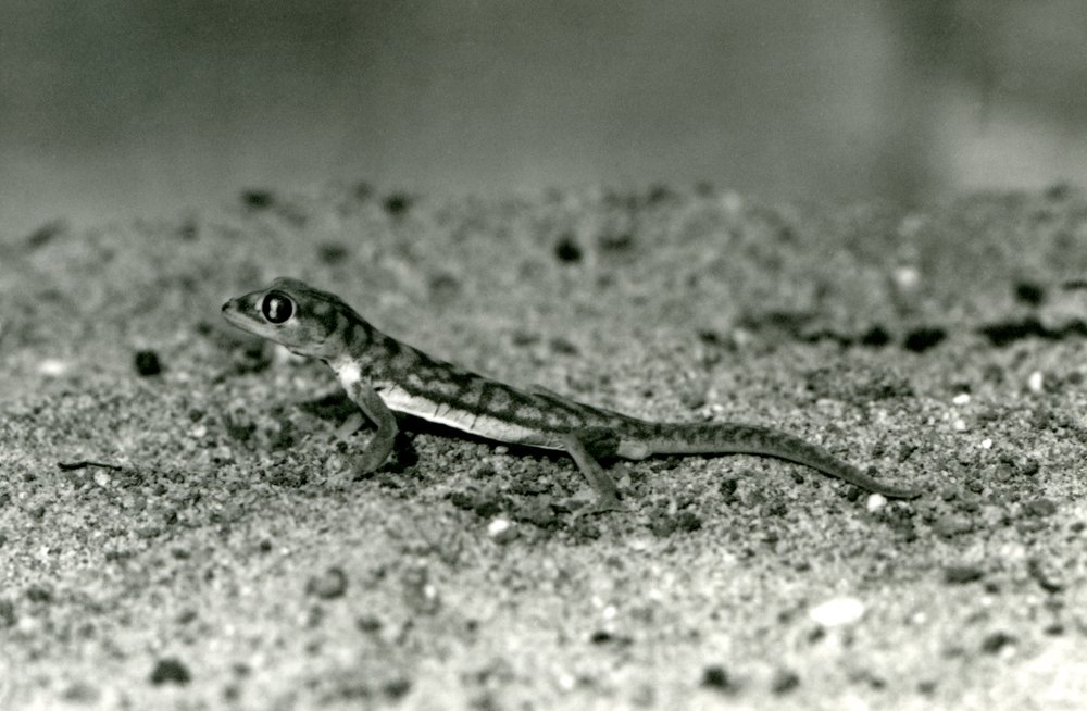 Namib-hiekkagekko/verkkojalkainen gekko seisomassa hiekalla, Lontoon eläintarha, syyskuu 1928 (b/w kuva) tekijältä Frederick William Bond