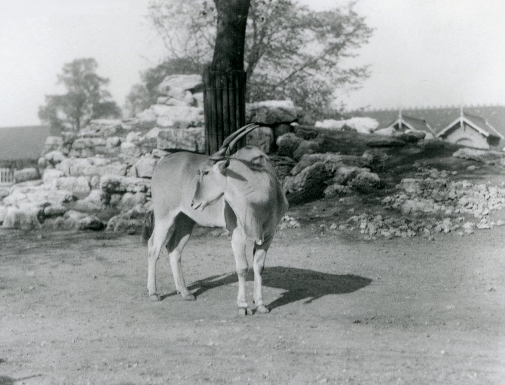 Eland seisoo aitauksessaan Lontoon eläintarhassa vuonna 1929 (b/w kuva) tekijältä Frederick William Bond