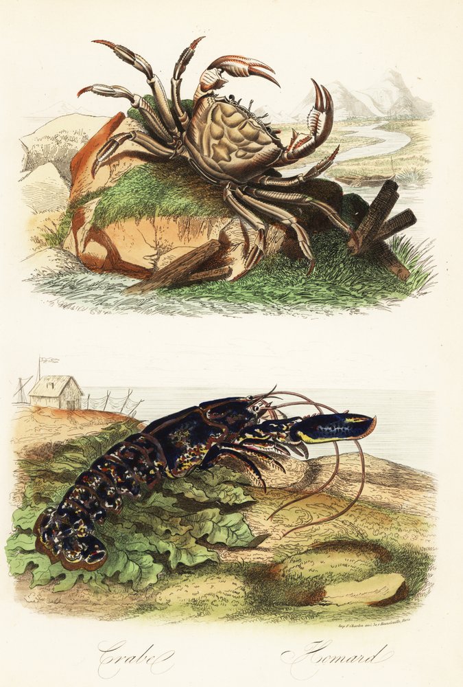 Tasmanianjättiläistaskurapu, Pseudocarcinus gigas, ja eurooppalainen hummeri, Homarus gammarus tekijältä French School