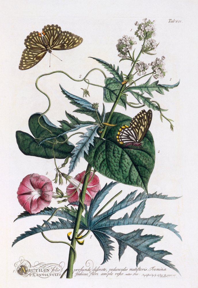 1. Abutilon, 2. Convolvulus, n. 1748 käsinvärinen kaiverrus. tekijältä "Georg Dionysius Ehret