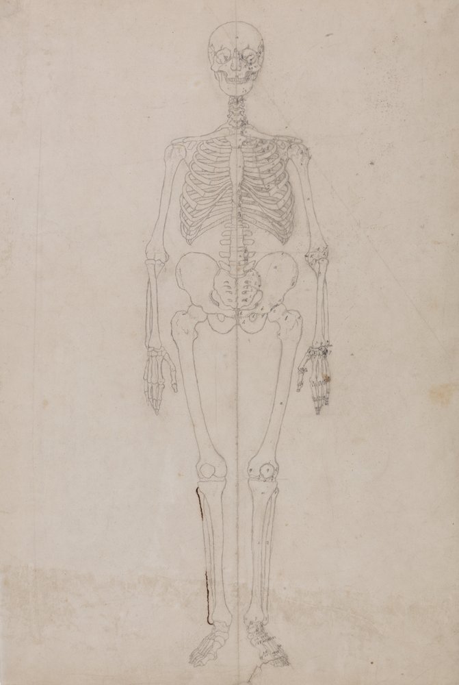 Vertaileva anatominen esitys ihmiskehon rakenteesta tiikerin ja ... tekijältä George Stubbs