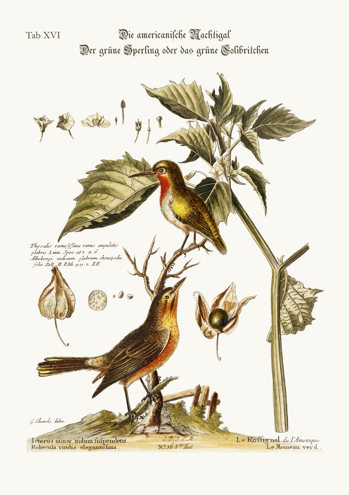 Amerikan satakieli. Vihervarpunen eli vihreä kolibri, 1749-73 tekijältä George Edwards