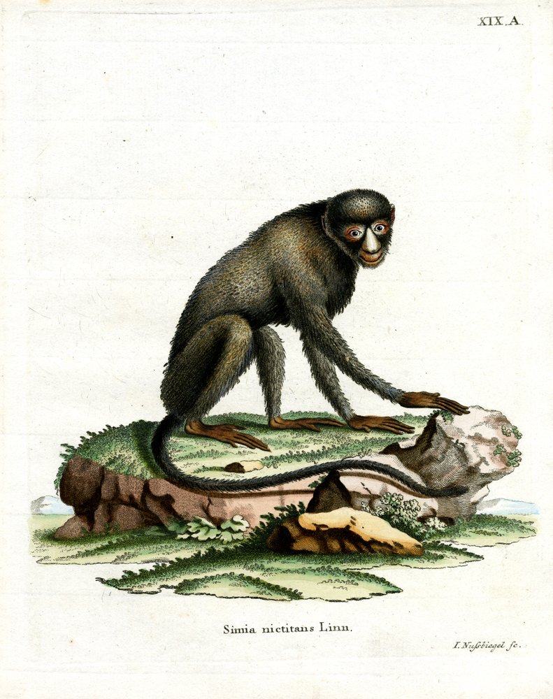 Greater Spot-nosed Monkey (värillinen kaiverrus) tekijältä German School