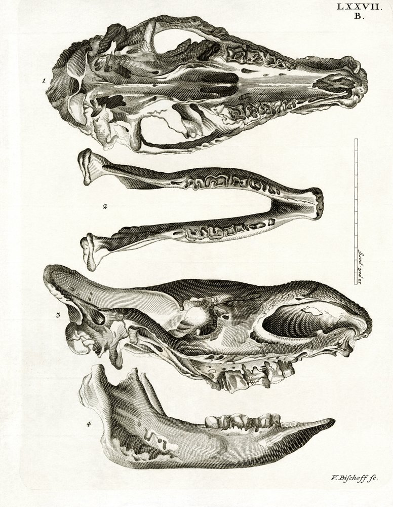 Jaw Bones (värillinen kaiverrus) tekijältä German School
