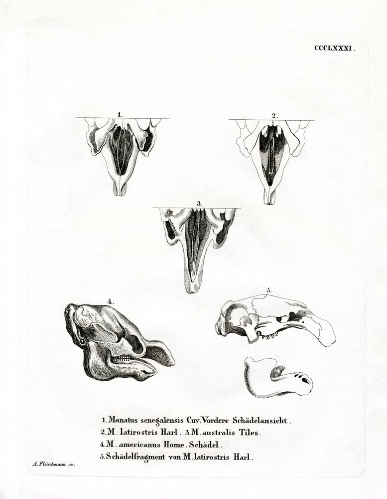 Manatee Skulls (värillinen kaiverrus) tekijältä German School