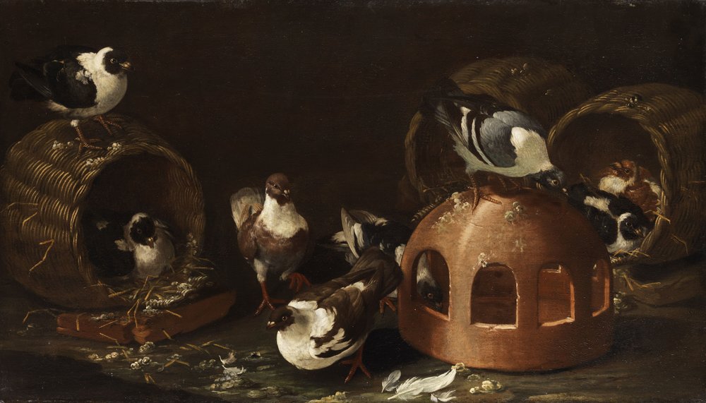 Tauben zwischen Futtertrog und Körben tekijältä Giovanni Agostino Cassana