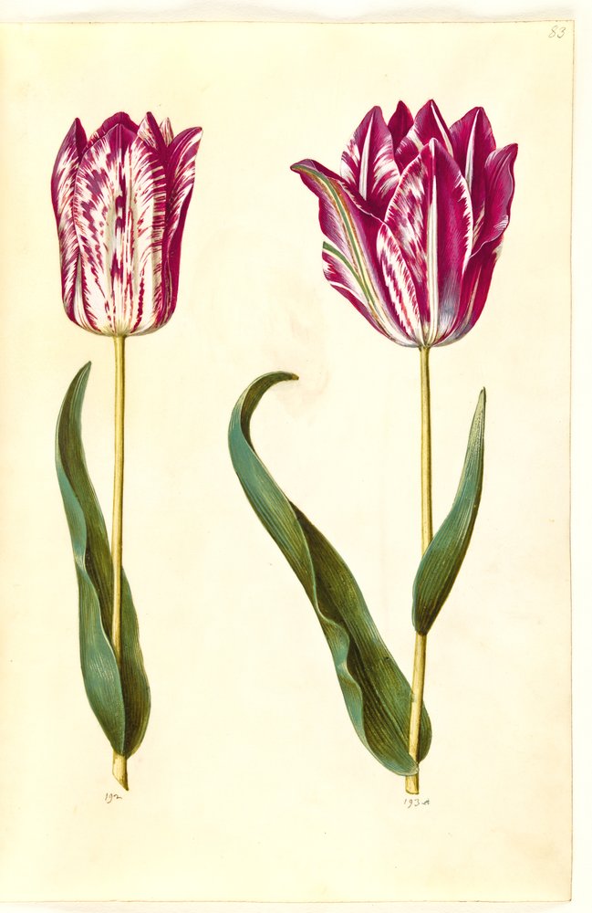 Tulipa gesneriana (tarhatulppaani) tekijältä Hans Simon Holtzbecker