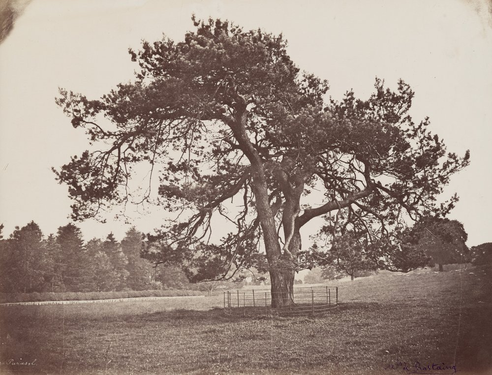 Hamiltonin palatsin puisto (Parasol Pine), n. 1858 (kuva) tekijältä Henri Charles de Rostaing
