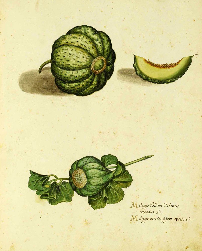 Ulisse Aldrovandin (1522 - 1605) Heirloom Squash -levy julkaistu Piante Fiori Fruttissa (käsinvärinen kaiverrus). tekijältä Italian School