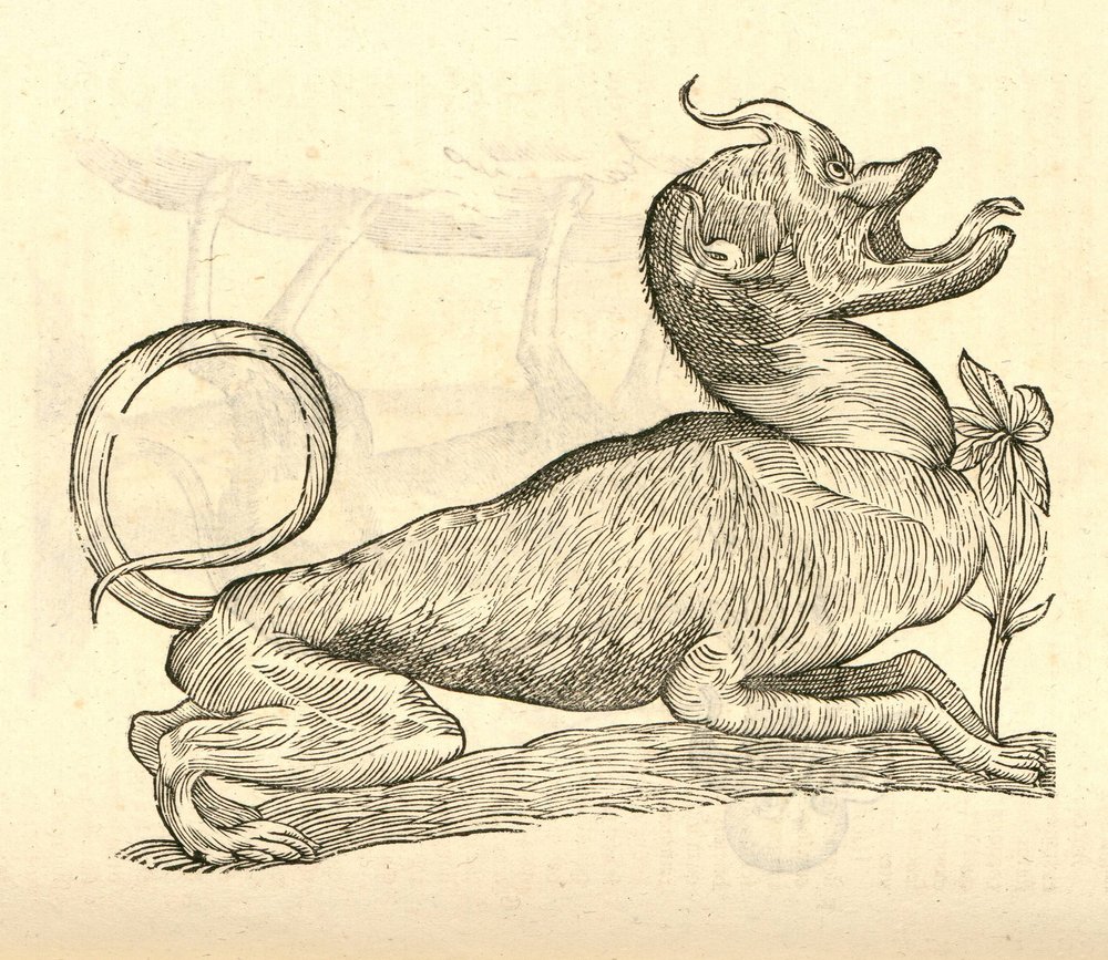 kuva Canis monstroso capitesta Aldrovandis History of Monsters , 1642 tekijältä Italian School