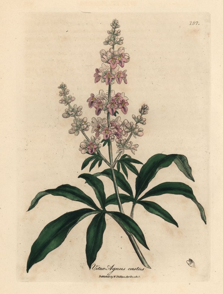 Vaaleanpunainen kukkainen puhdaspuu, Vitex agnus castus tekijältä James Sowerby