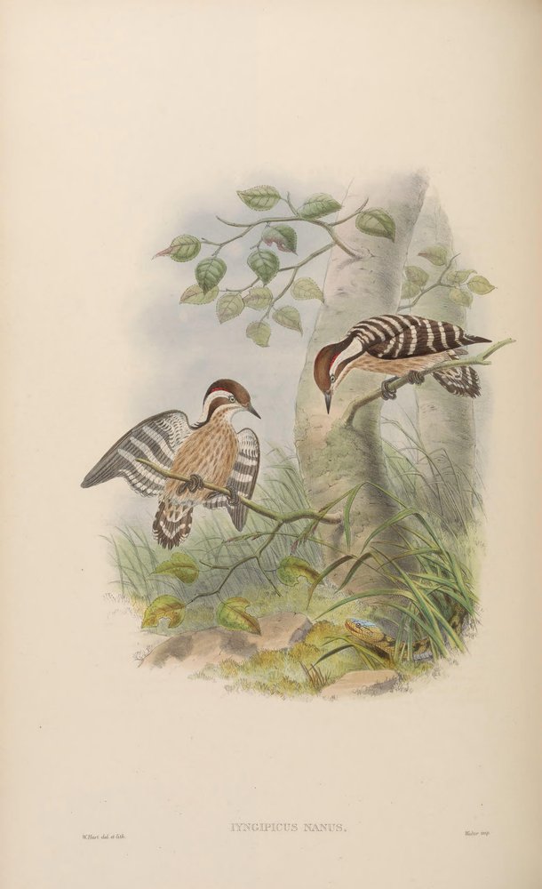 Iyngipicus nanus = Dendrocopos nanus tekijältä John Gould
