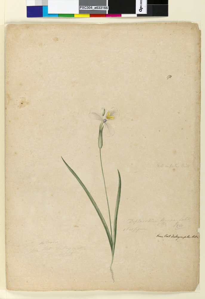 Sivu 170. Diplarrhena moraea, n. 1803-06 (wc, kynä, muste ja kynä) tekijältä John William Lewin
