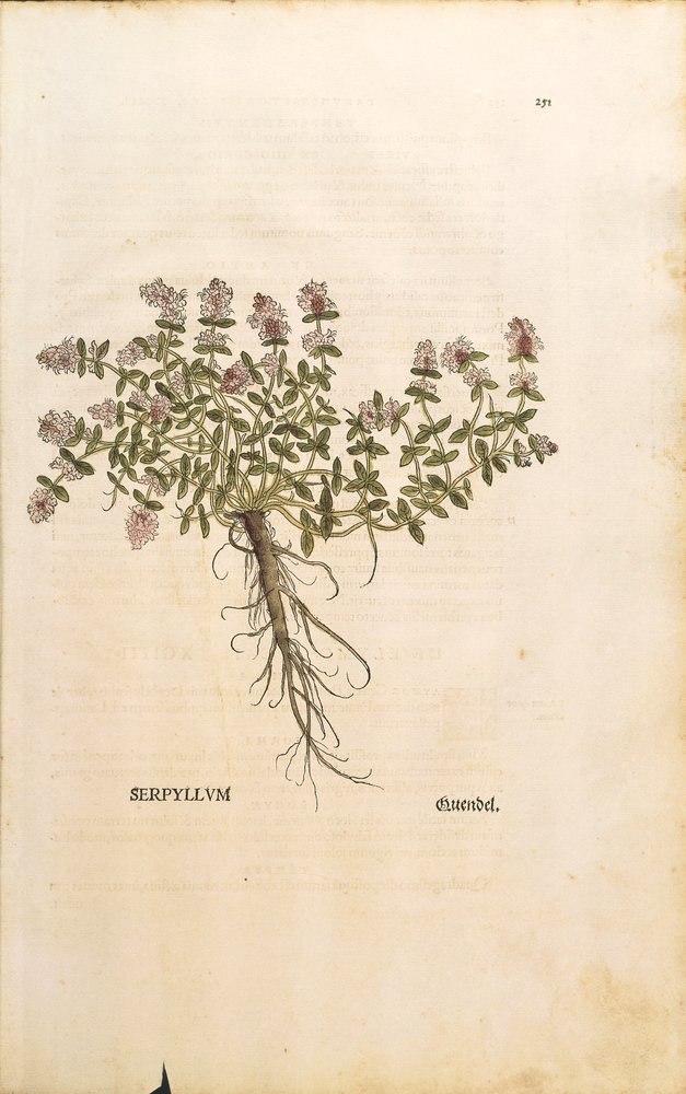 Breckland tai villitimjami (Thymus serpyllum), värillinen kaiverrus Leonhart Fuchs tekijältä Leonhard Fuchs