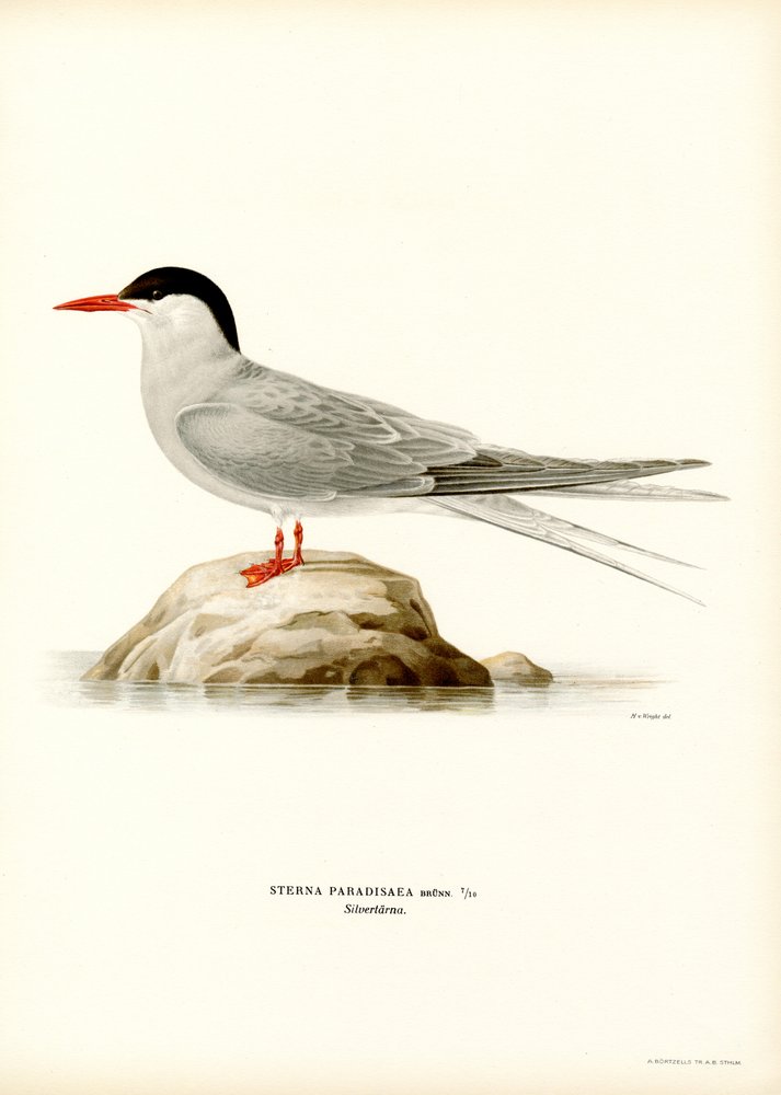 Jäätiira (väri litho) tekijältä Magnus Ferdinand and Wilhelm von Wright