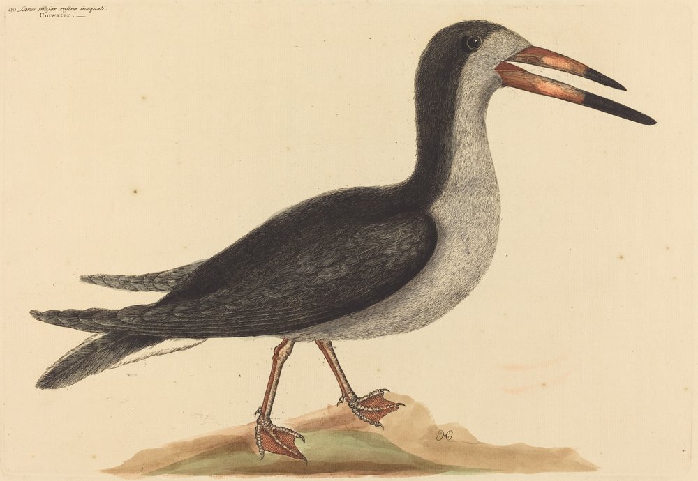 Cutwater (Rhynchops nigra) tekijältä Mark Catesby