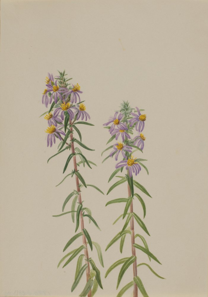 Aster Aster hirariifolius, 1923. tekijältä Mary Vaux Walcott