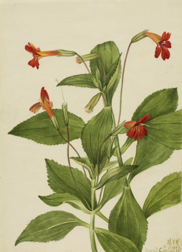 Cardinal Monkey Flower Mimulus cardinalis, 1927. tekijältä Mary Vaux Walcott