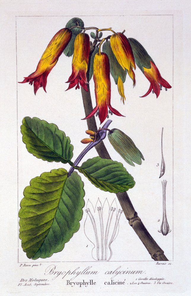 Bryophyllum calycinum tai Kalanchoe pinnata, 1836 (käsinvärinen kaiverrus) tekijältä Pancrace Bessa