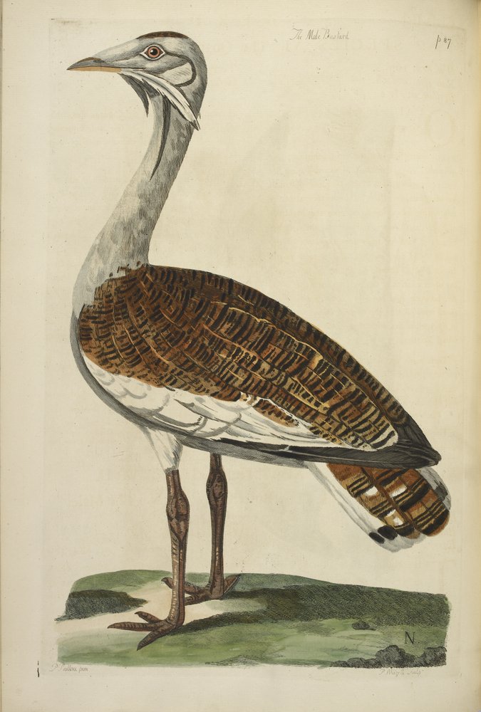 The Male Bustard, kuvitus Thomas Pennantin teoksesta "The British Zoology". tekijältä Peter Mazell